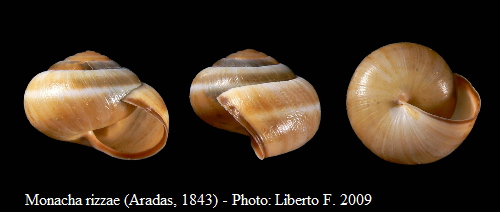 Monacha rizzae (Aradas, 1843)